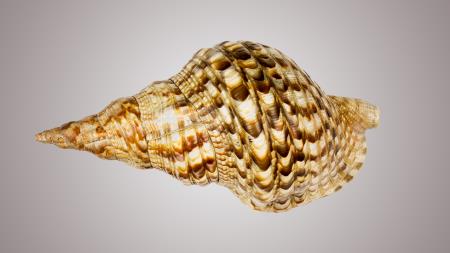 Sangu: Son of the Sea