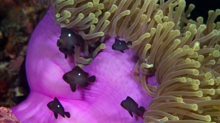 2018 Is Celebrated As The International Year Of Reefs