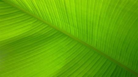 Leaves Before Plates