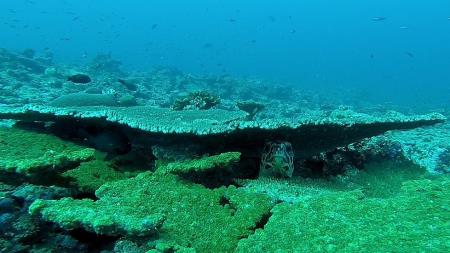 Underwater Metropolis